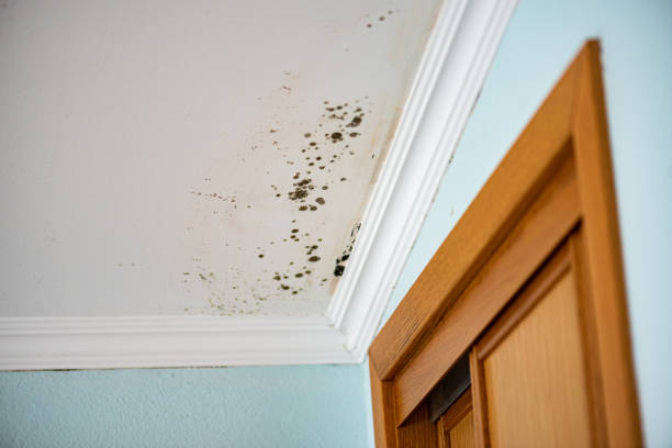 Best Certified Mold Removal  in Milton, PA
