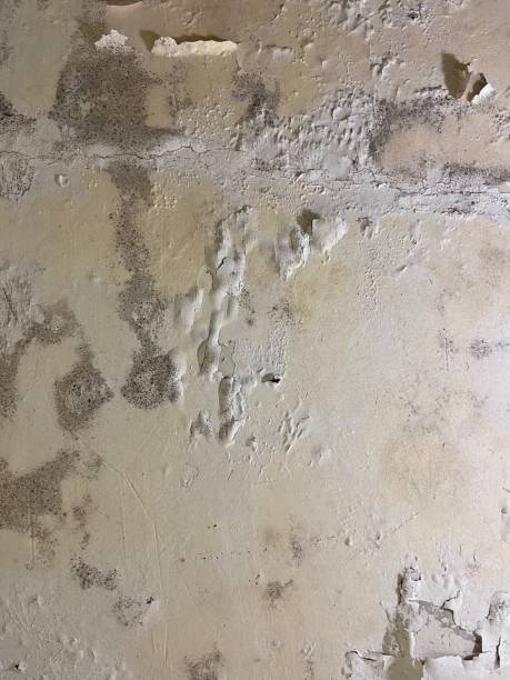 Best Mold Damage Repair  in Milton, PA