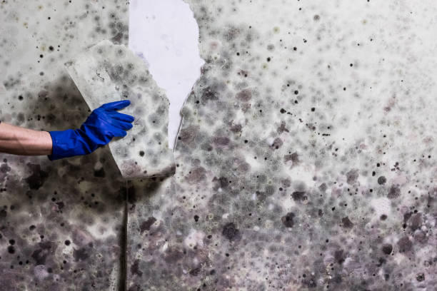 Best Mold Removal Process  in Milton, PA